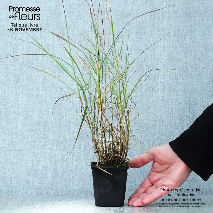 Exemplaar van Pennisetum orientale - Lampenpoetsersgras Kweekpotje van 8/9 cm zoals geleverd in de herfst