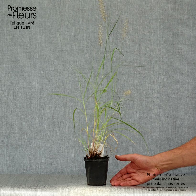 Exemplaar van Pennisetum orientale - Lampenpoetsersgras Kweekpotje van 8/9 cm zoals geleverd in de zomer