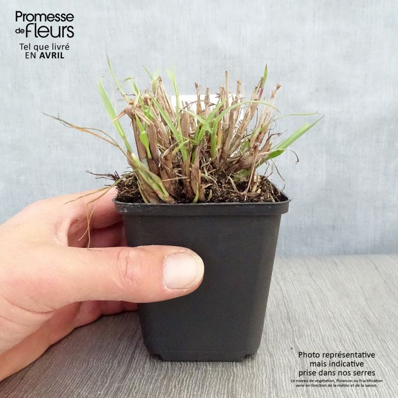 Exemplaar van Pennisetum orientale - Lampenpoetsersgras Kweekpotje van 8/9 cm zoals geleverd in de lente