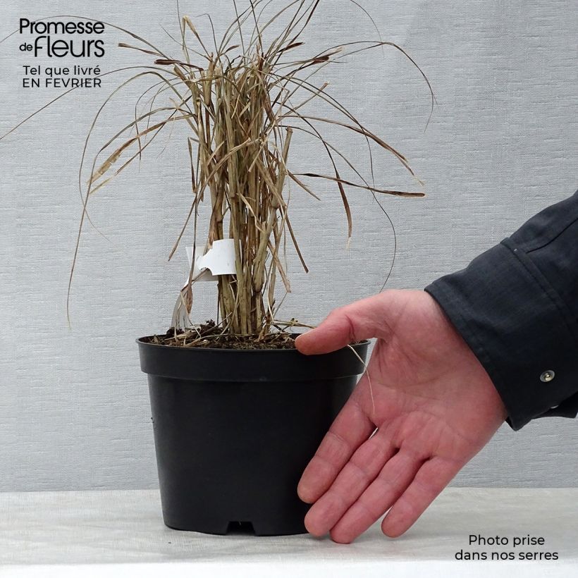 Exemplaar van Pennisetum advena Rubrum - Lampenpoetsersgras Pot van 1 l/1,5 l zoals geleverd in de winter
