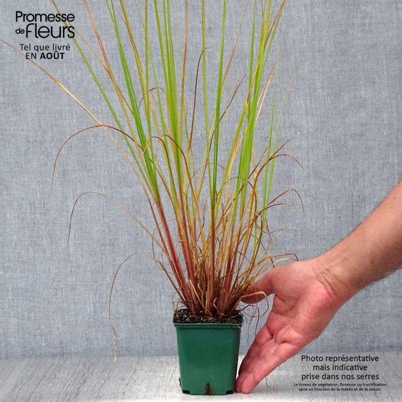 Exemplaar van Pennisetum alopecuroïdes Cassian - Lampenpoetsersgras Kweekpotje van 8/9 cm zoals geleverd in de zomer