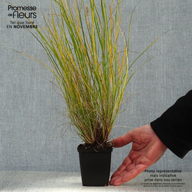 Exemplaar van Pennisetum alopecuroïdes Gelbstiel - Lampenpoetsersgras Kweekpotje van 8/9 cm zoals geleverd in de herfst