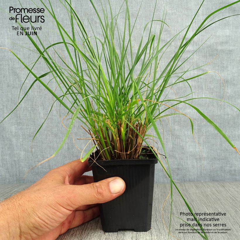 Exemplaar van Pennisetum alopecuroïdes Gelbstiel - Lampenpoetsersgras Kweekpotje van 8/9 cm zoals geleverd in de zomer