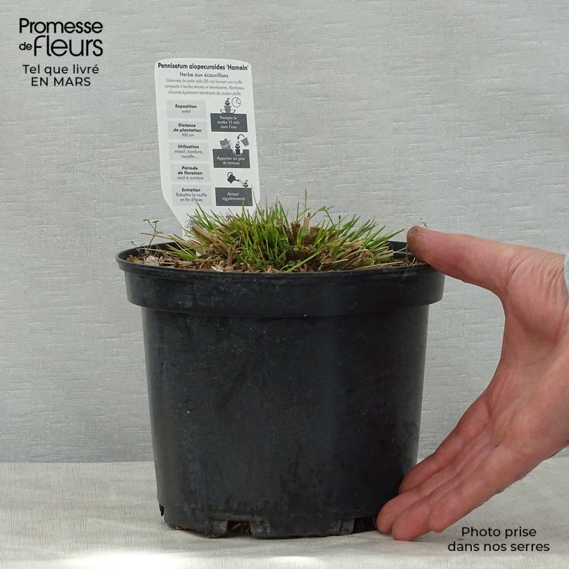 Exemplaar van Pennisetum alopecuroïdes Hameln - Lampenpoetsersgras Pot van 3 l/4 l zoals geleverd in de lente