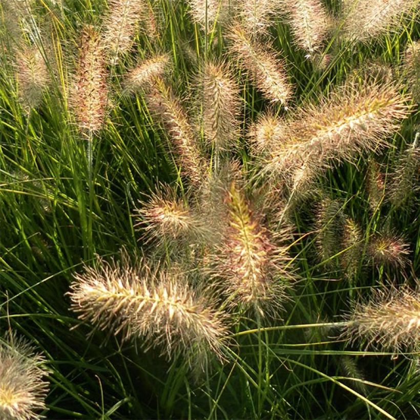Pennisetum alopecuroïdes Hameln - Lampenpoetsersgras (Bloei)