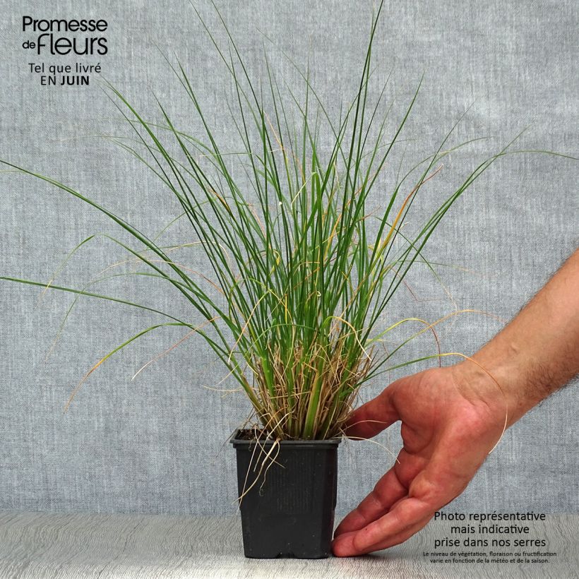 Exemplaar van Pennisetum alopecuroïdes Hameln - Lampenpoetsersgras Kweekpotje van 8/9 cm zoals geleverd in de zomer