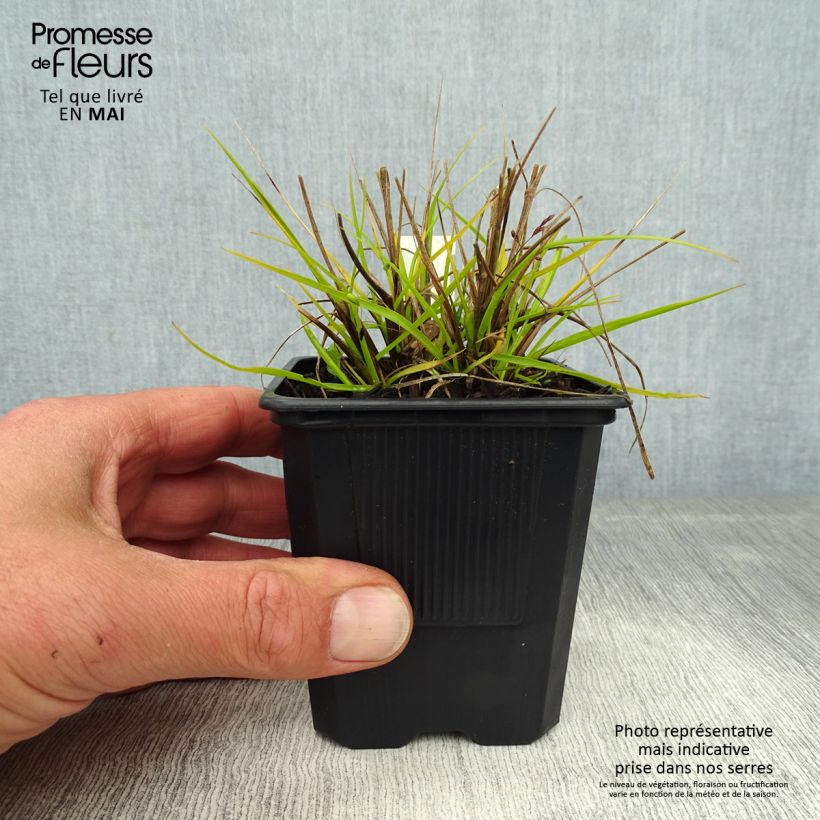 Exemplaar van Pennisetum alopecuroïdes Hameln Gold - Lampenpoetsersgras Kweekpotje van 8/9 cm zoals geleverd in de lente