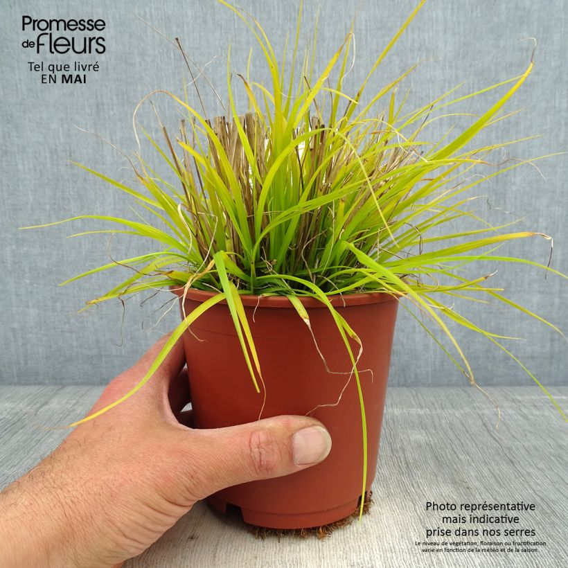 Exemplaar van Pennisetum alopecuroïdes Hameln Gold - Lampenpoetsersgras Pot van 1 l/1,5 l zoals geleverd in de lente