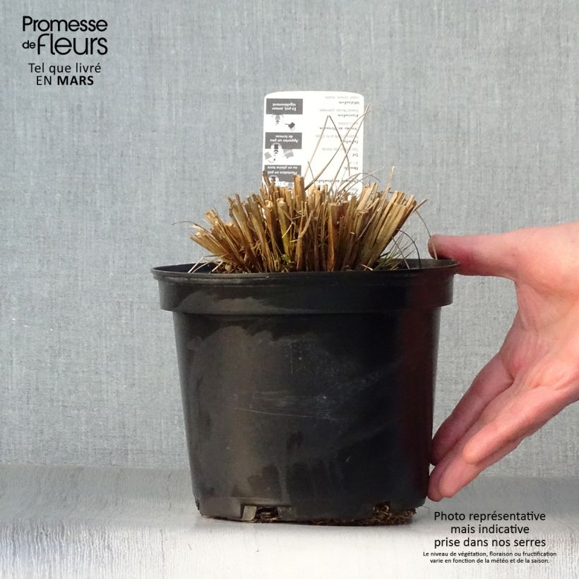 Exemplaar van Pennisetum alopecuroïdes Hameln - Lampenpoetsersgras Pot van 2 l/3 l zoals geleverd in de lente