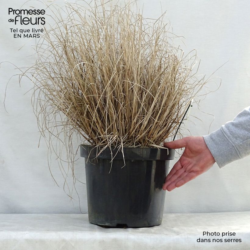 Exemplaar van Pennisetum alopecuroïdes Hameln - Lampenpoetsersgras Pot van 7,5 l/10 l zoals geleverd in de lente