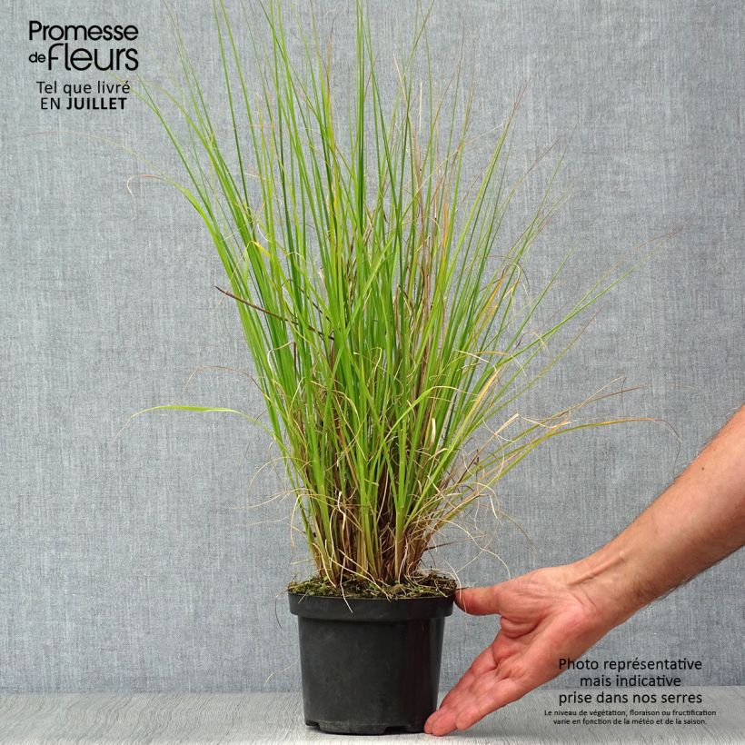 Exemplaar van Pennisetum alopecuroïdes Hameln - Lampenpoetsersgras Pot van 1 l/1,5 l zoals geleverd in de zomer