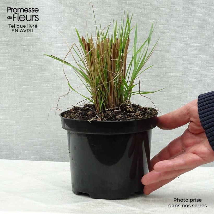 Exemplaar van Pennisetum alopecuroïdes Hameln - Lampenpoetsersgras Pot van 1 l/1,5 l zoals geleverd in de lente