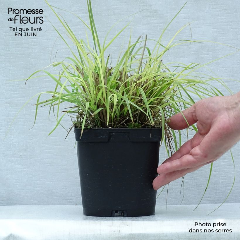 Exemplaar van Pennisetum alopecuroïdes Herbstzauber - Lampenpoetsersgras Pot van 2 l/3 l zoals geleverd in de zomer