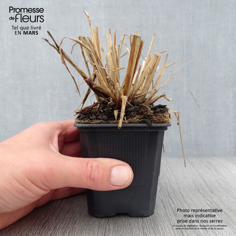Exemplaar van Pennisetum alopecuroïdes Lepage Gold - Lampenpoetsersgras Kweekpotje van 8/9 cm zoals geleverd in de lente