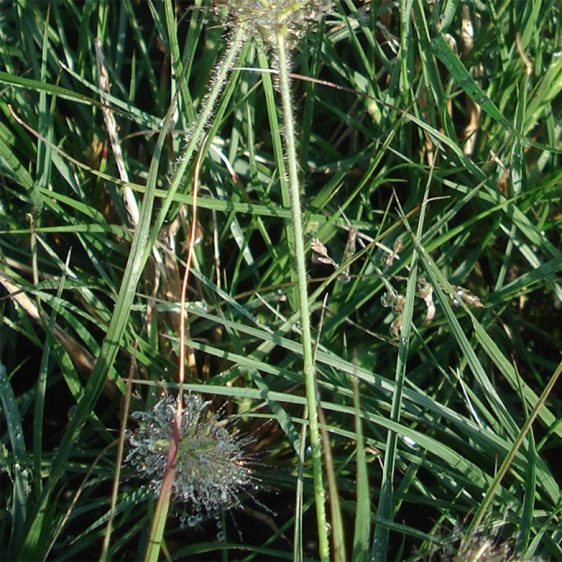 Pennisetum alopecuroïdes Little Bunny - Lampenpoetsersgras (Blad)