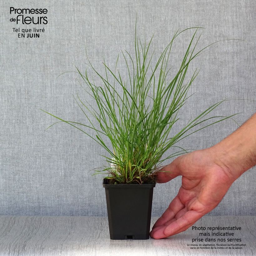 Exemplaar van Pennisetum alopecuroïdes Little Bunny - Lampenpoetsersgras Kweekpotje van 8/9 cm zoals geleverd in de zomer
