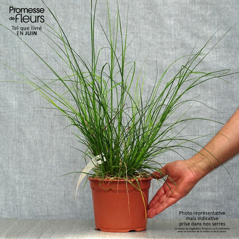 Exemplaar van Pennisetum alopecuroïdes Little Bunny - Lampenpoetsersgras Pot van 2 l/3 l zoals geleverd in de zomer