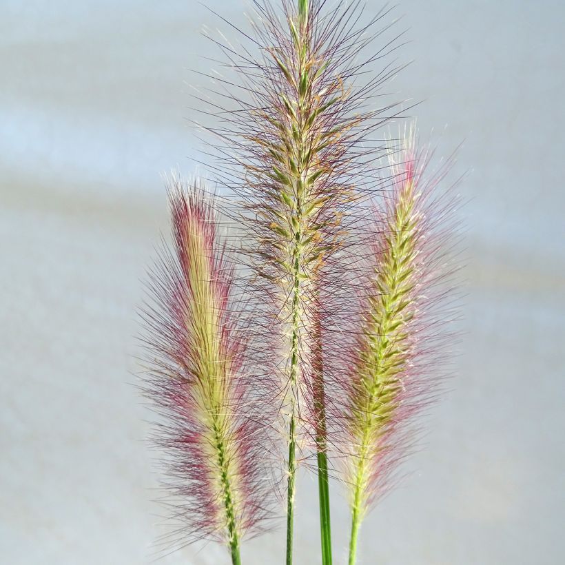 Pennisetum alopecuroïdes Magic - Lampenpoetsersgras (Bloei)