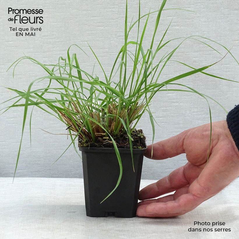 Exemplaar van Pennisetum alopecuroïdes Magic - Lampenpoetsersgras Kweekpotje van 8/9 cm zoals geleverd in de lente