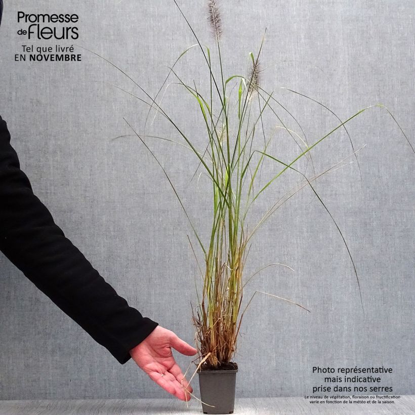 Exemplaar van Pennisetum alopecuroïdes Moudry - Lampenpoetsersgras Kweekpotje van 8/9 cm zoals geleverd in de herfst