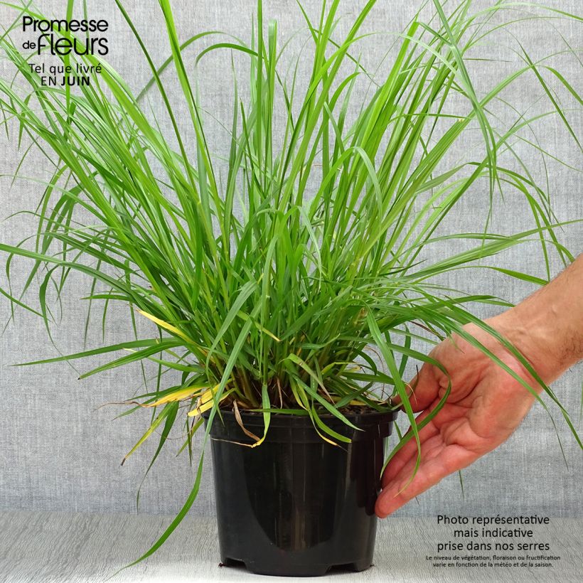 Exemplaar van Pennisetum alopecuroïdes Moudry - Lampenpoetsersgras Pot van 2 l/3 l zoals geleverd in de zomer
