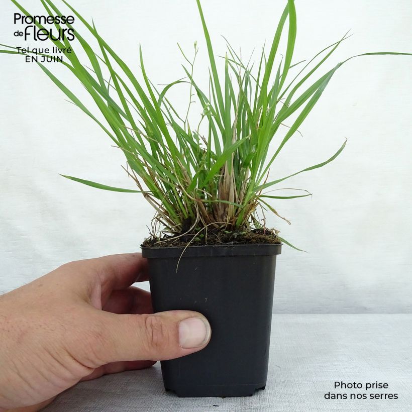 Exemplaar van Pennisetum alopecuroïdes Moudry - Lampenpoetsersgras Kweekpotje van 8/9 cm zoals geleverd in de zomer