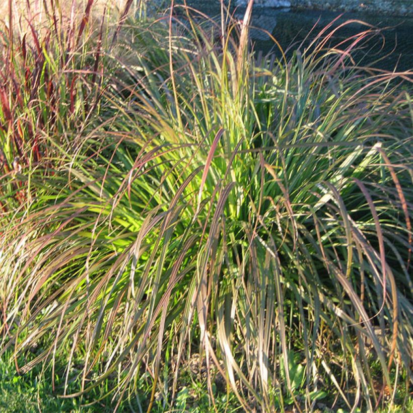 Pennisetum alopecuroïdes National Arboretum - Lampenpoetsersgras (Groeiplaats)