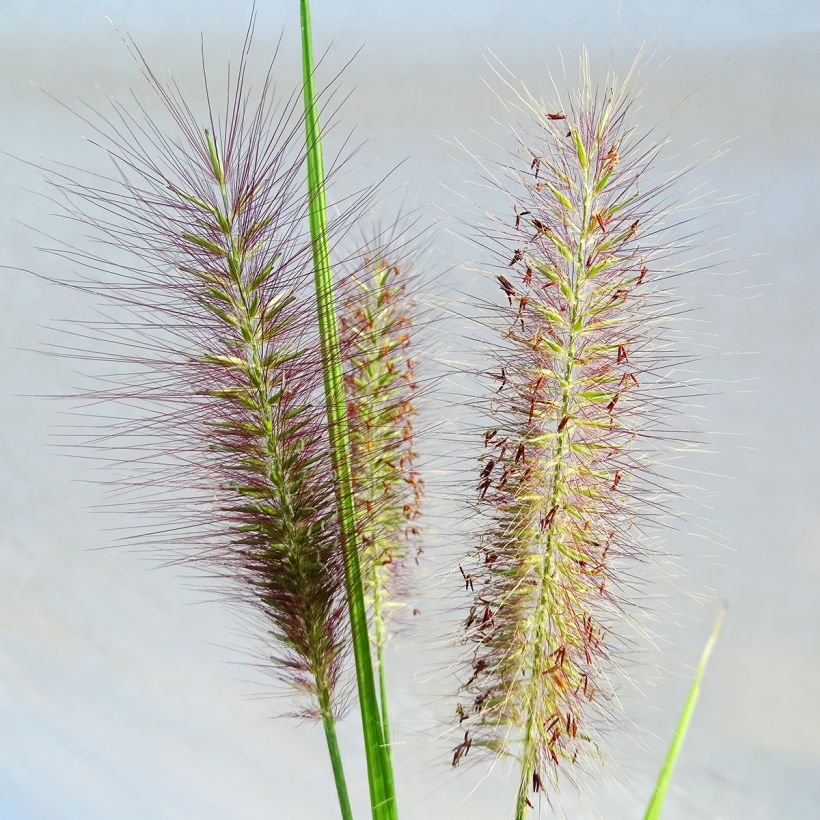 Pennisetum alopecuroïdes National Arboretum - Lampenpoetsersgras (Bloei)