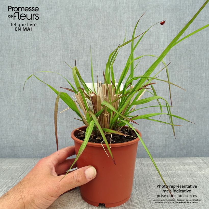 Exemplaar van Pennisetum alopecuroïdes National Arboretum - Lampenpoetsersgras Pot van 1 l/1,5 l zoals geleverd in de lente