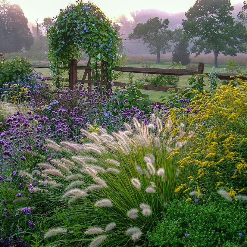 Pennisetum Piglet alopecuroïdes - Lampenpoetsersgras (Groeiplaats)