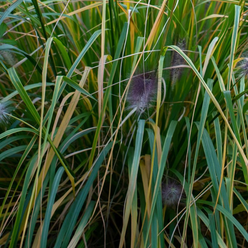 Pennisetum alopecuroïdes Red Head - Lampenpoetsersgras (Blad)