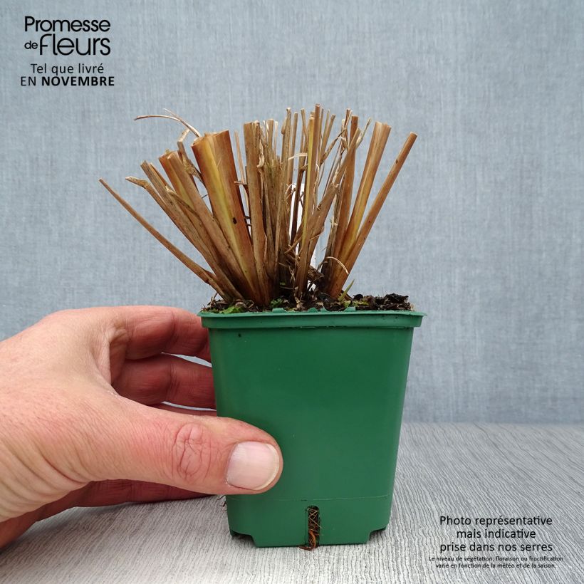 Exemplaar van Pennisetum alopecuroïdes f. viridescens - Lampenpoetsersgras Kweekpotje van 8/9 cm zoals geleverd in de herfst