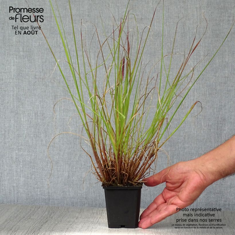 Exemplaar van Pennisetum alopecuroïdes f. viridescens - Lampenpoetsersgras Kweekpotje van 8/9 cm zoals geleverd in de zomer