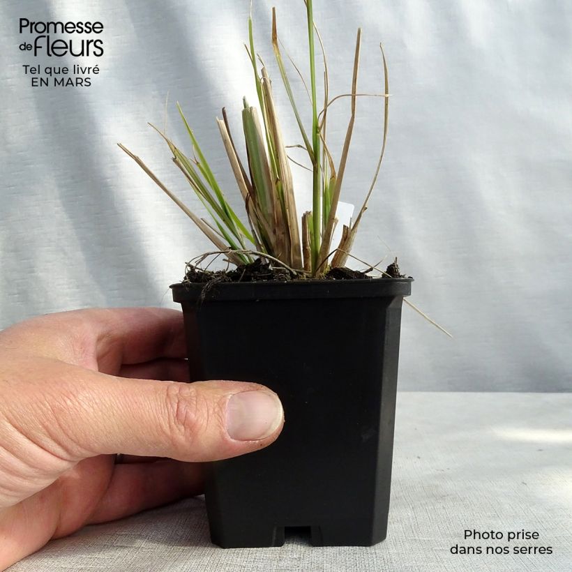 Exemplaar van Pennisetum alopecuroïdes f. viridescens - Lampenpoetsersgras Kweekpotje van 8/9 cm zoals geleverd in de lente