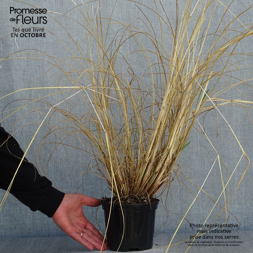 Exemplaar van Pennisetum alopecuroïdes f. viridescens - Lampenpoetsersgras Pot van 2 l/3 l zoals geleverd in de herfst