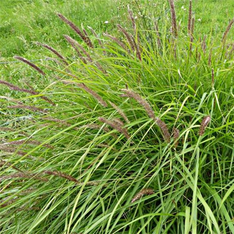 Pennisetum incomptum - Lampenpoetsersgras (Bloei)