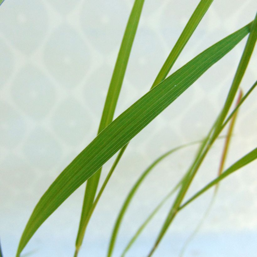 Pennisetum incomptum - Lampenpoetsersgras (Blad)