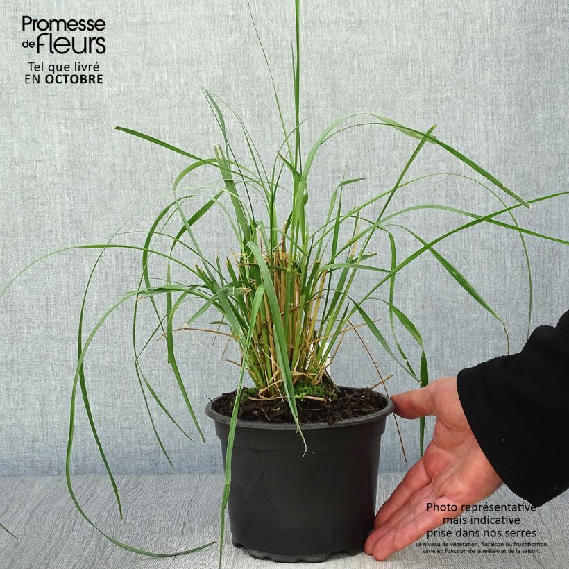 Exemplaar van Pennisetum macrourum - Lampenpoetsersgras Pot van 2 l/3 l zoals geleverd in de herfst