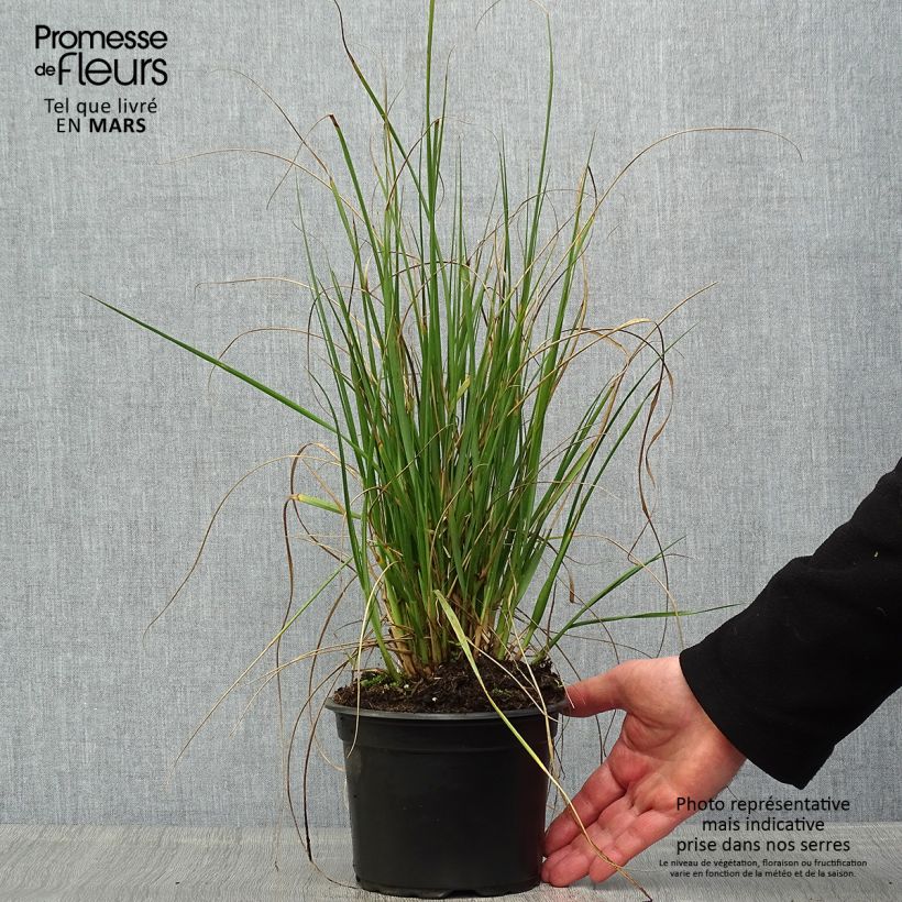 Exemplaar van Pennisetum macrourum - Lampenpoetsersgras Pot van 2 l/3 l zoals geleverd in de lente