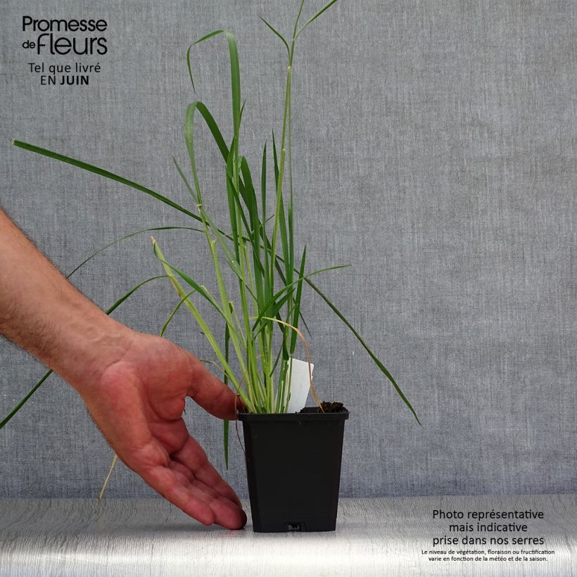 Exemplaar van Pennisetum macrourum - Lampenpoetsersgras Kweekpotje van 8/9 cm zoals geleverd in de zomer