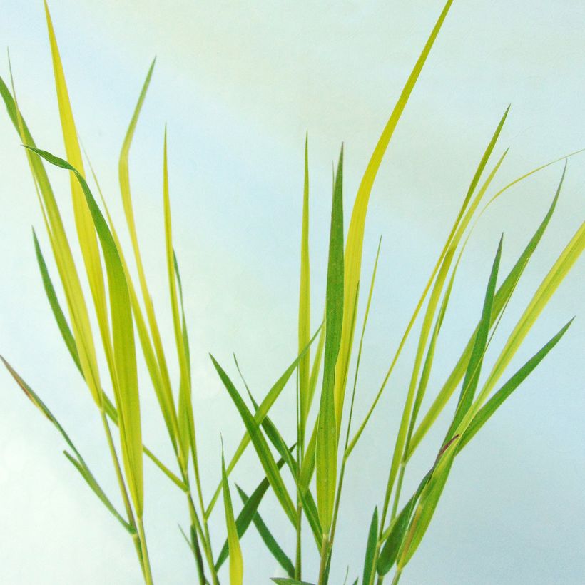 Pennisetum massaicum Red Bunny Tail - Lampenpoetsersgras (Blad)