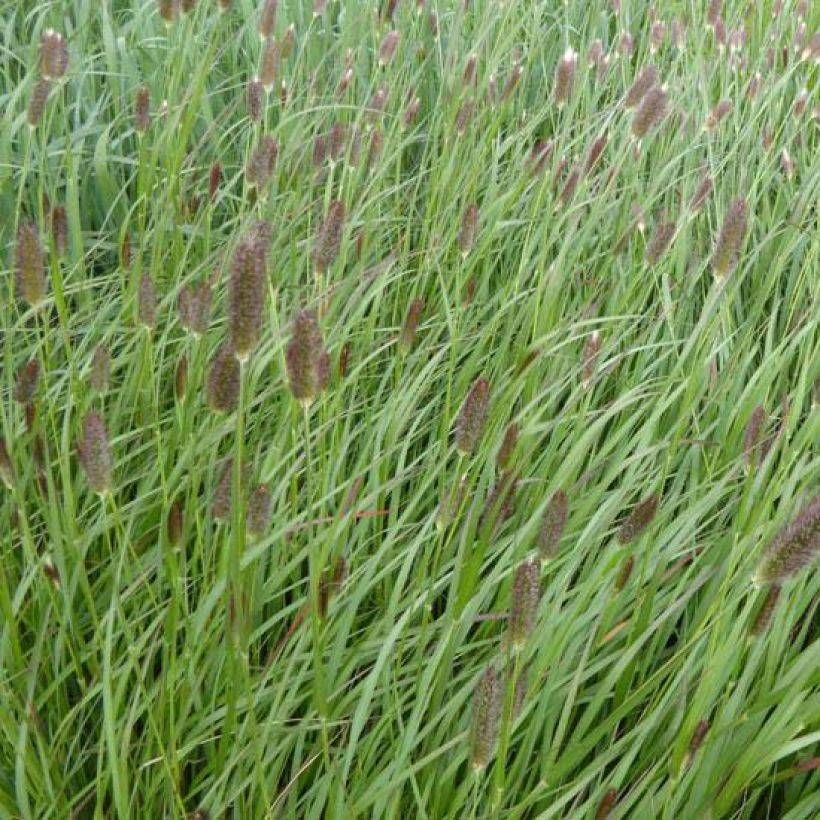 Pennisetum massaicum Red Button - Lampenpoetsersgras (Bloei)