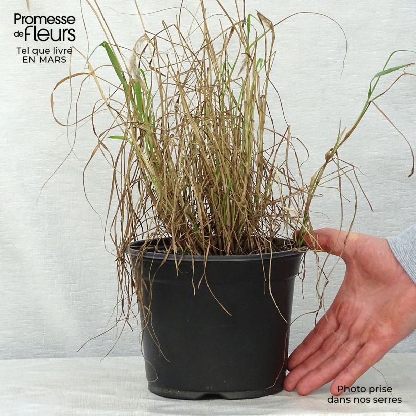 Exemplaar van Pennisetum orientale - Lampenpoetsersgras Pot van 2 l/3 l zoals geleverd in de lente