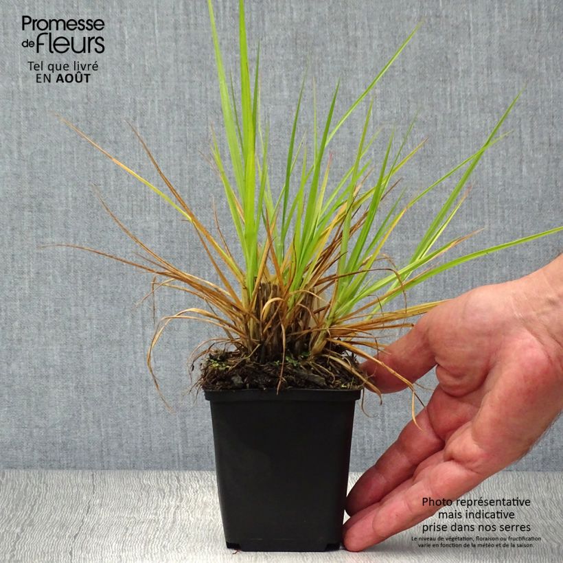 Exemplaar van Pennisetum orientale Fairy Tails - Lampenpoetsersgras Kweekpotje van 8/9 cm zoals geleverd in de zomer