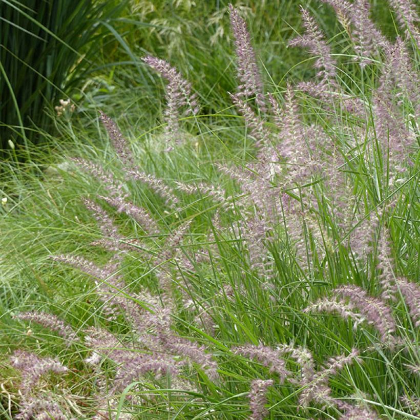 Pennisetum orientale Karley Rose - Lampenpoetsersgras (Flowering)