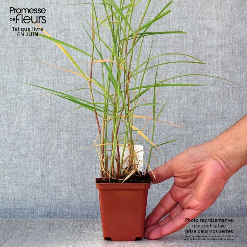 Exemplaar van Pennisetum orientale Karley Rose - Lampenpoetsersgras Kweekpotje van 8/9 cm zoals geleverd in de zomer