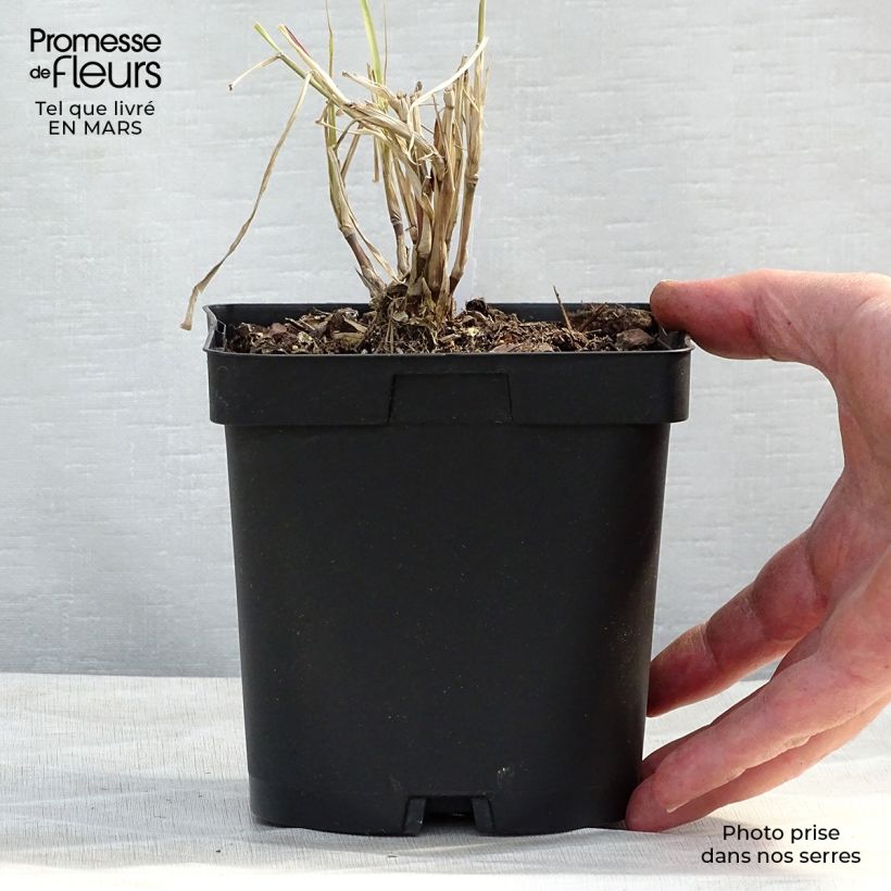 Example of Pennisetum orientale Karley Rose - Lampenpoetsersgras Pot van 2 l/3 l as you get in printemps