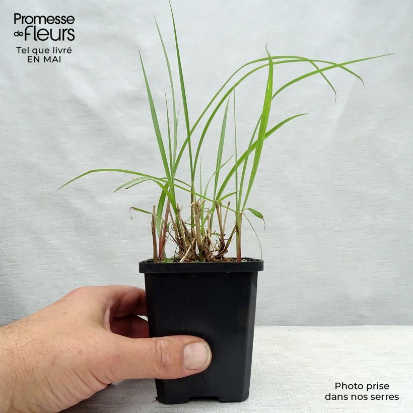Example of Pennisetum orientale Karley Rose - Lampenpoetsersgras Kweekpotje van 8/9 cm as you get in printemps