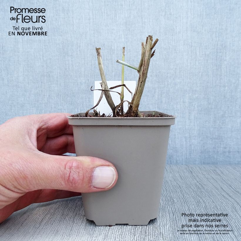 Exemplaar van Pennisetum orientale Tall Tails - Lampenpoetsersgras Kweekpotje van 8/9 cm zoals geleverd in de herfst