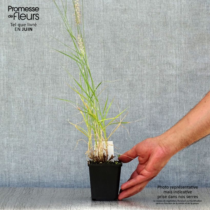 Exemplaar van Pennisetum orientale Tall Tails - Lampenpoetsersgras Kweekpotje van 8/9 cm zoals geleverd in de zomer